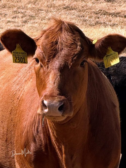 Ecospired Products (9).png