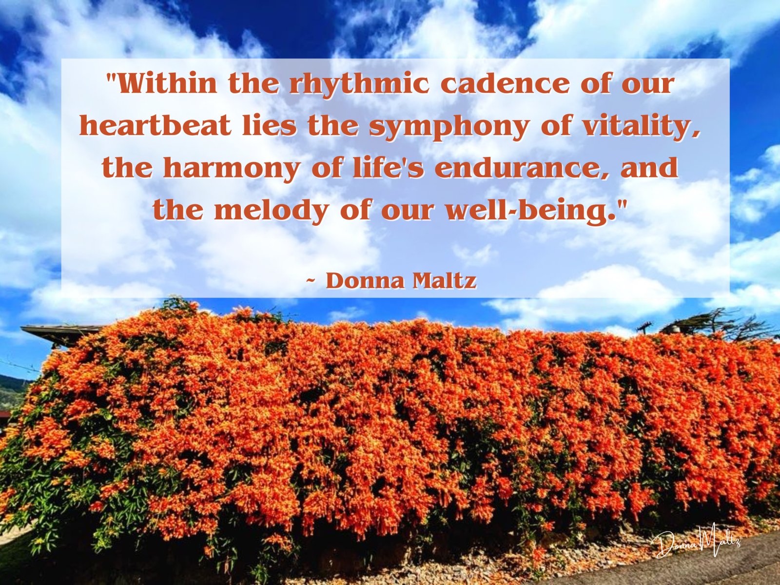 Nurturing Your Heart: A Holistic Approach to Cardiovascular Health