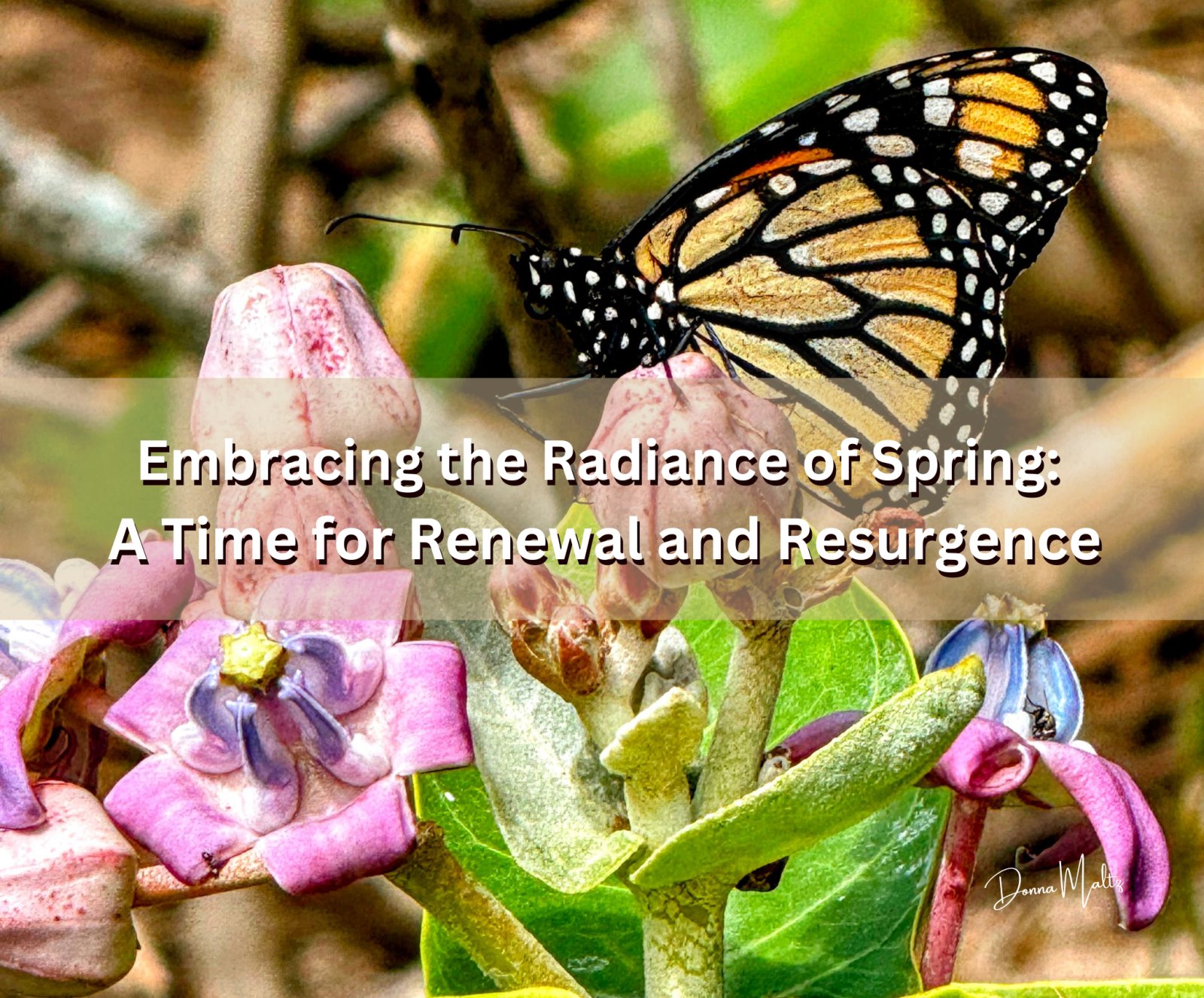 Embracing the Radiance of Spring: A Time for Renewal and Resurgence
