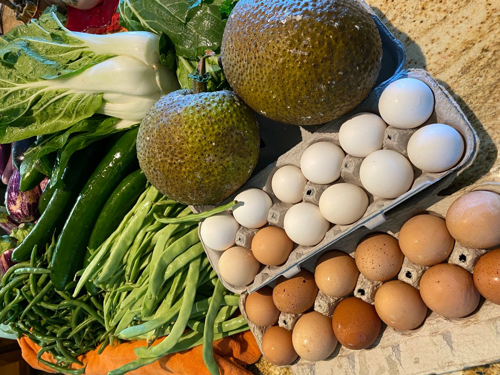 🌍 Gut 102: Get Your Gut and the EARTH Back into Balance