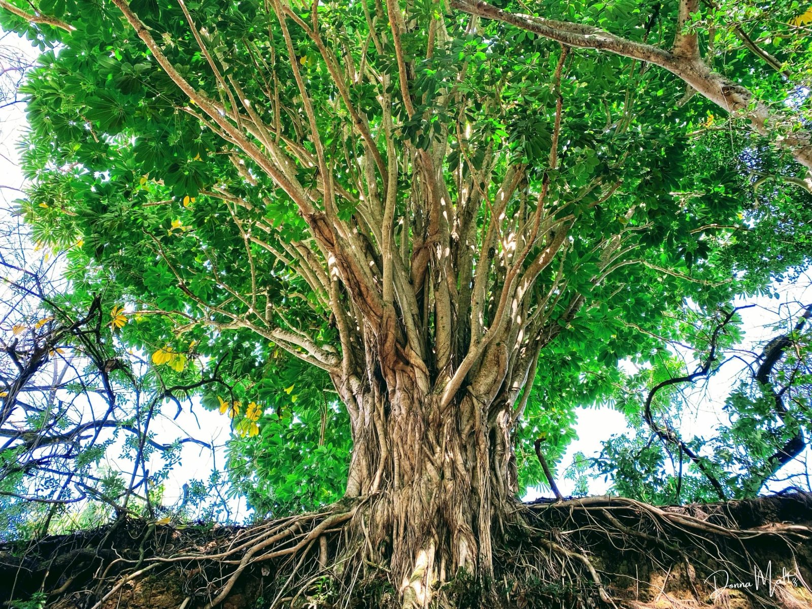 Unraveling the Roots of Disease: Taking Charge of Your Health