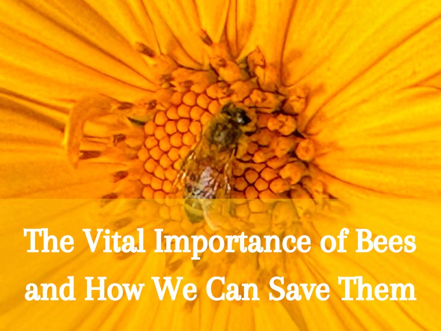 The Vital Importance of Bees and How We Can Save Them