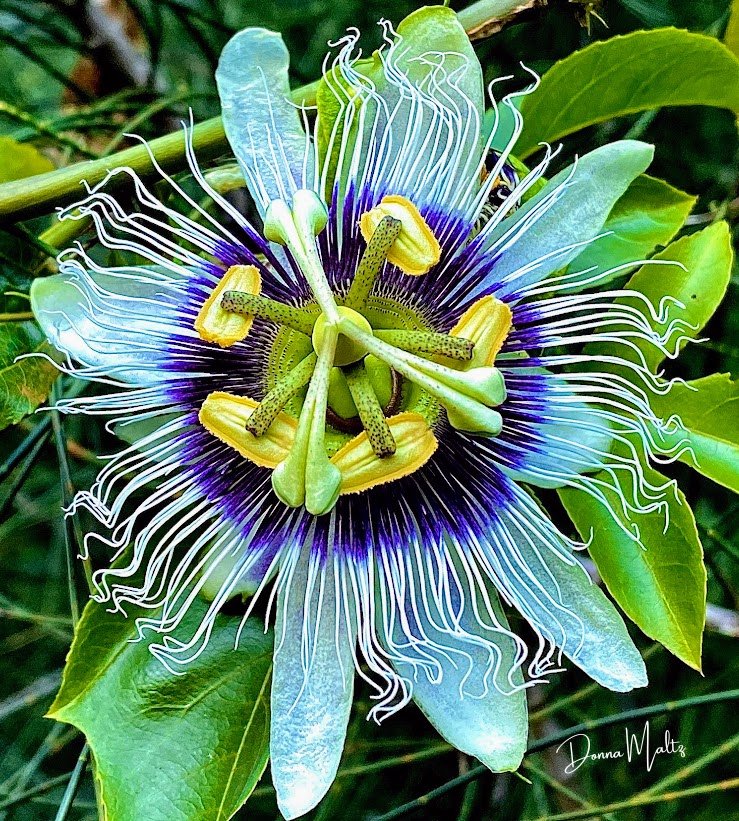 Untitled design (11).png