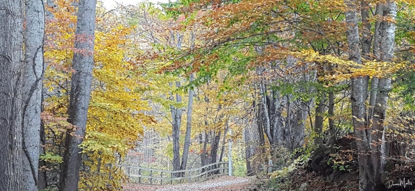 Untitled design (16).png