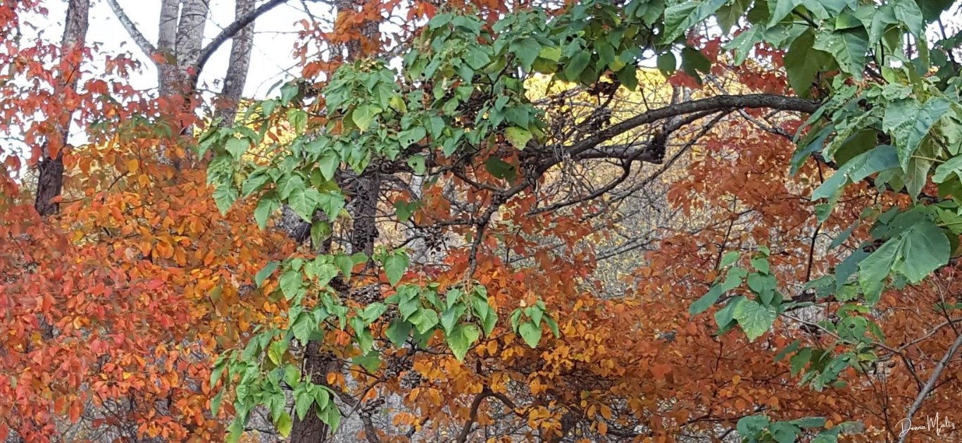 Untitled design (17).png