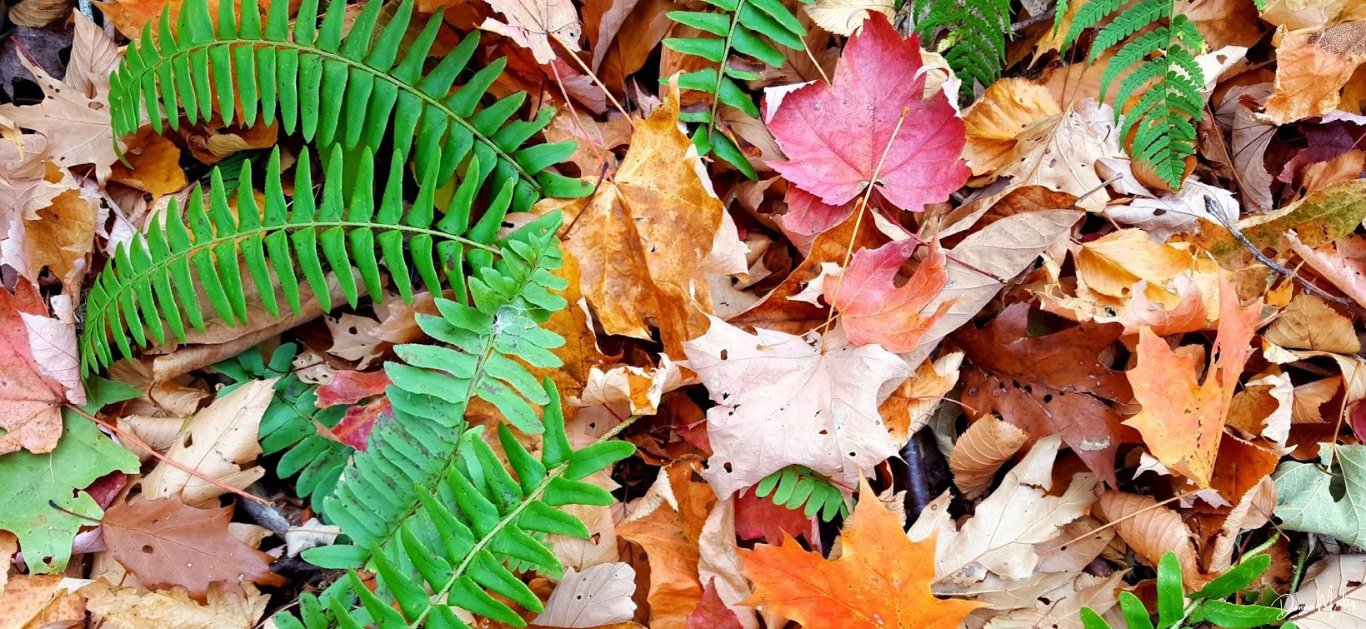 Untitled design (18).png