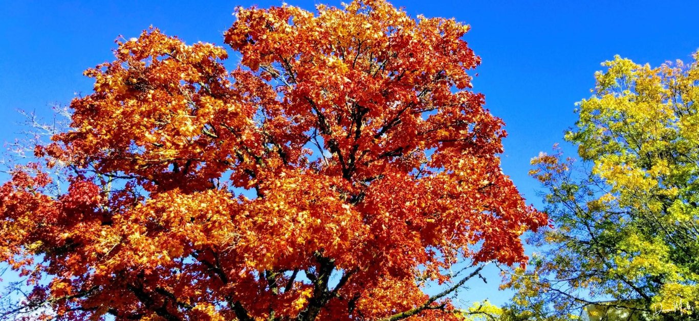 Untitled design (19).png