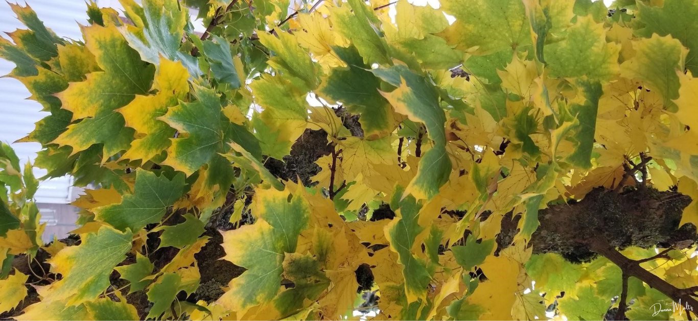 Untitled design (20).png