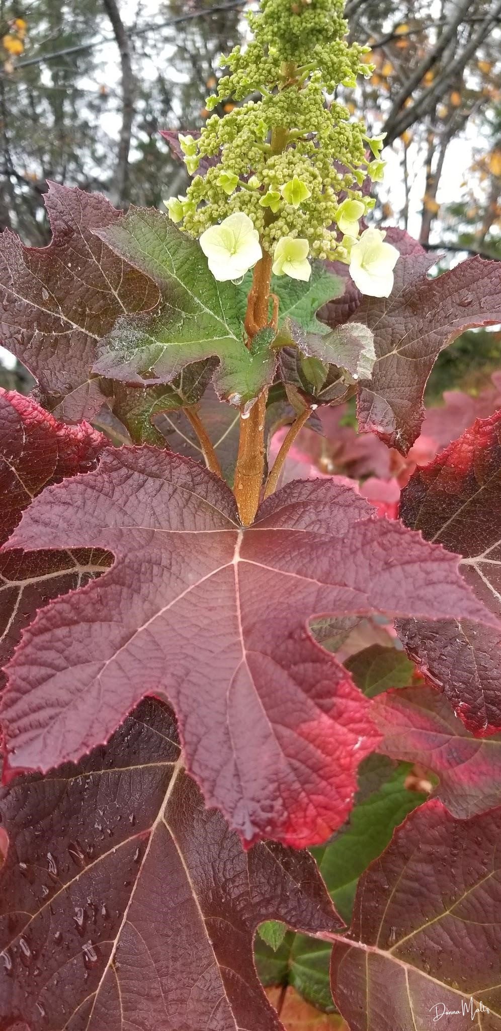 Untitled design (22).png