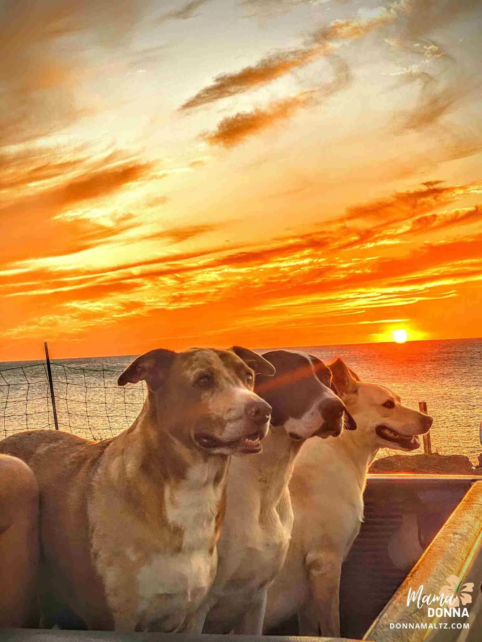 Do You Prefer Pets to People?