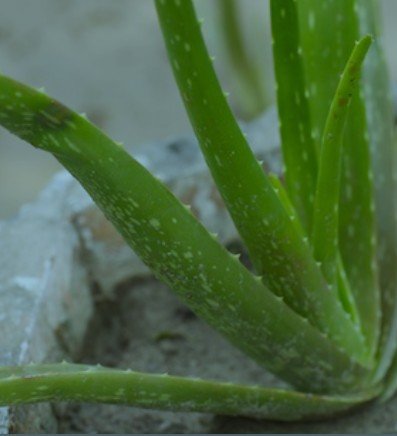 Fresh Aloe Vera Juice Recipe